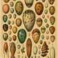 Botanical Insects Posters