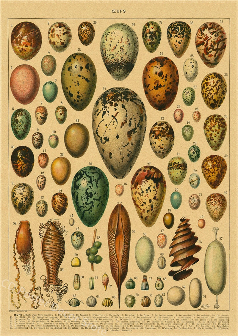 Botanical Insects Posters