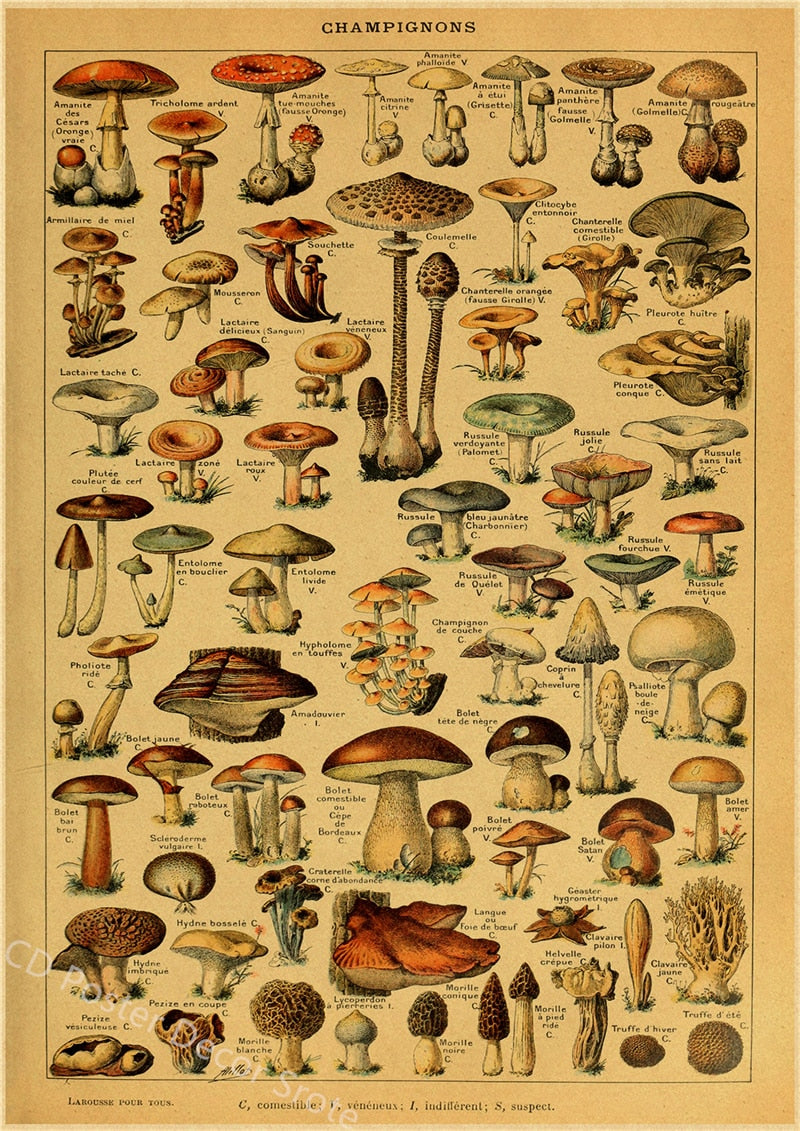 Botanical Insects Posters