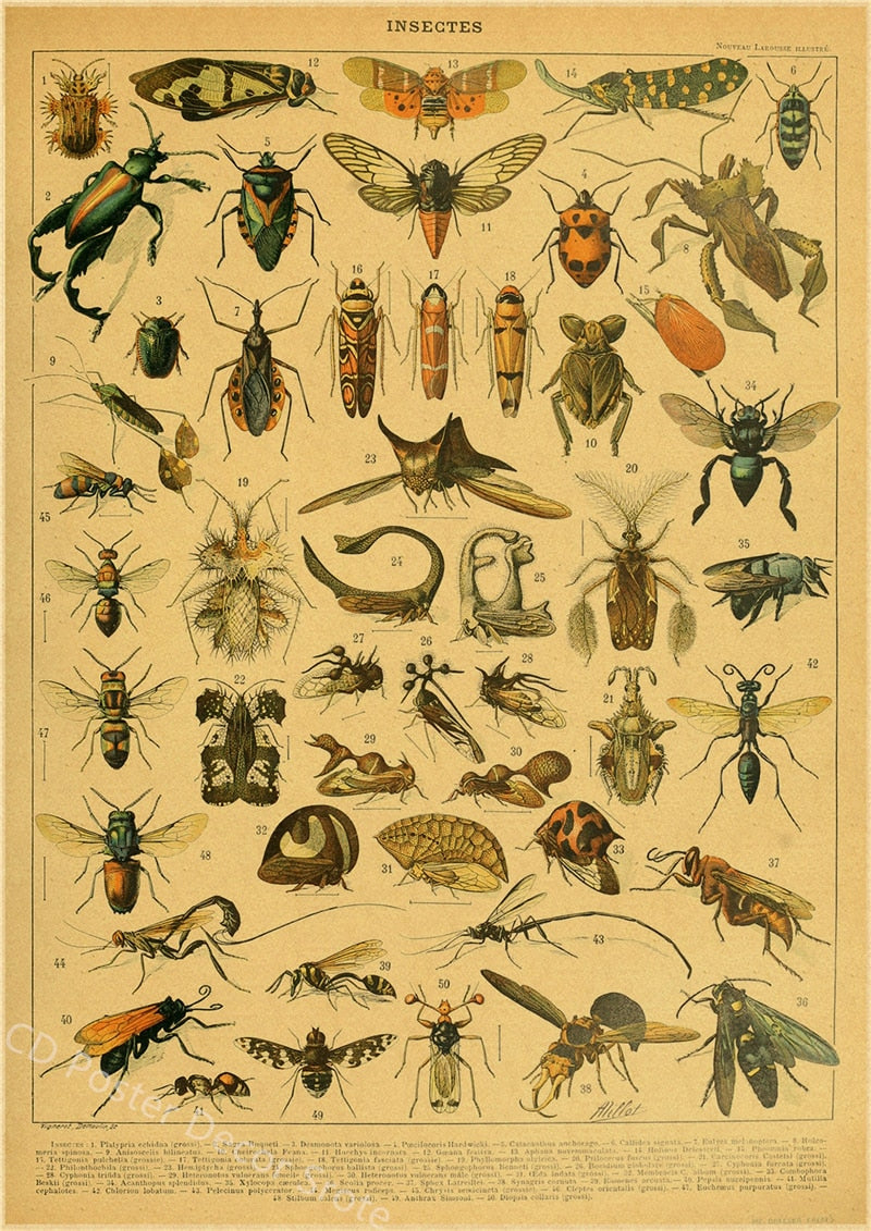 Botanical Insects Posters