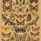 Botanical Insects Posters