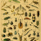 Botanical Insects Posters