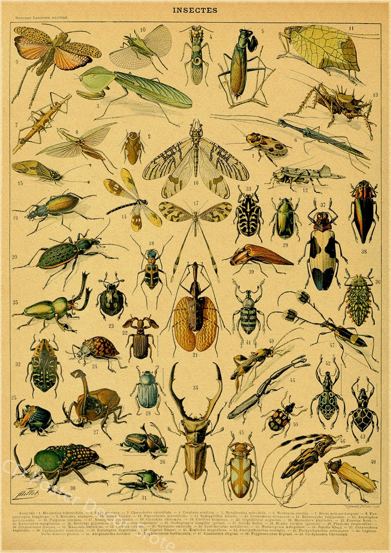 Botanical Insects Posters