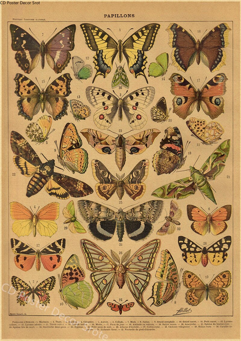 Botanical Insects Posters