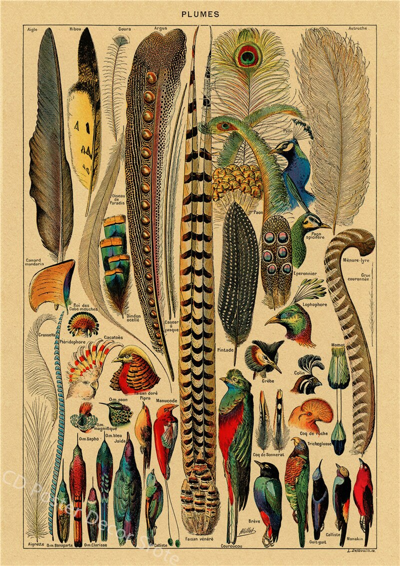 Botanical Insects Posters