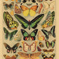 Botanical Insects Posters