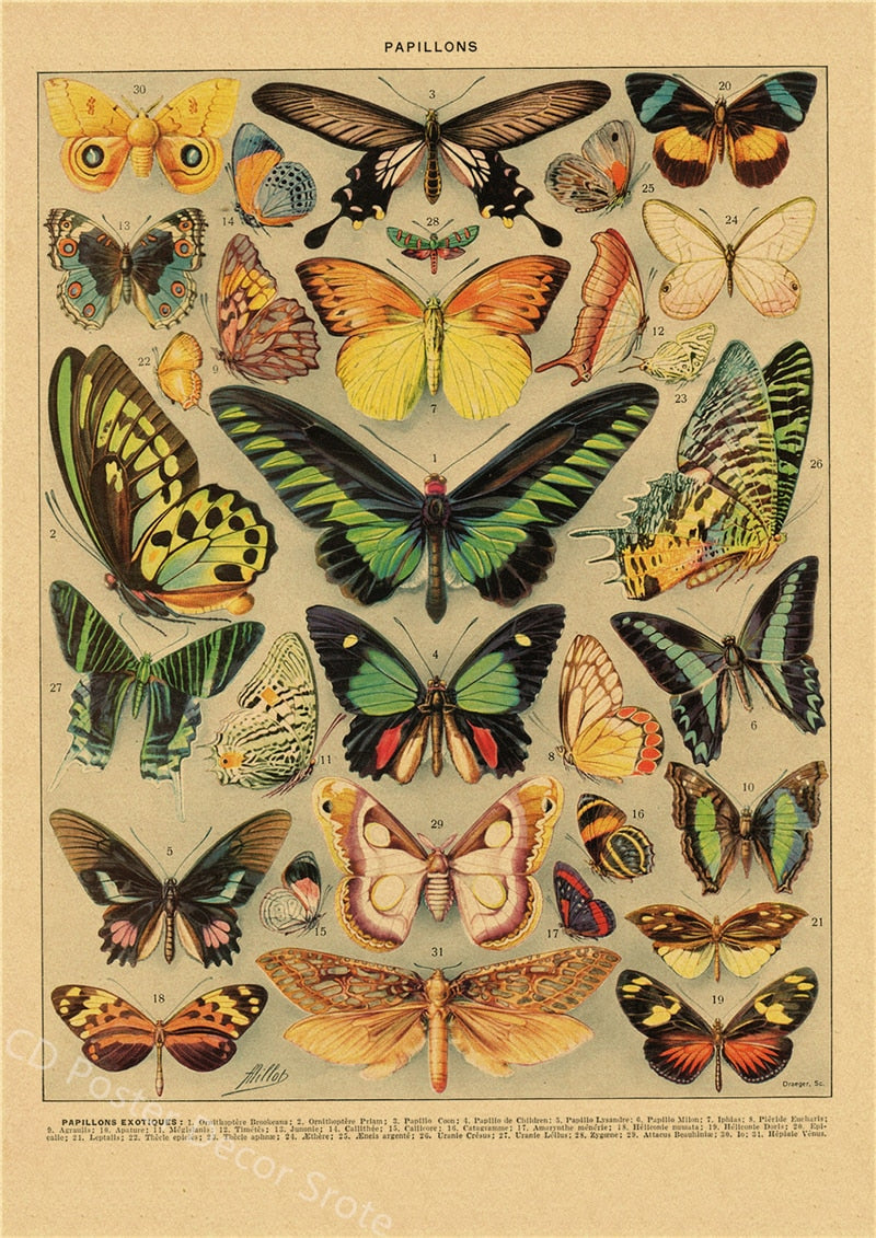 Botanical Insects Posters