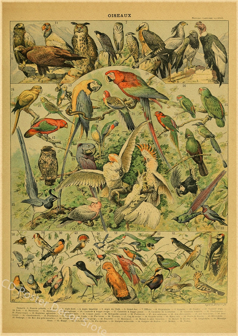 Botanical Insects Posters