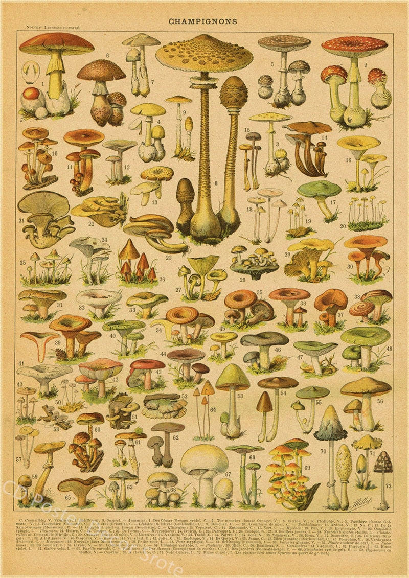 Botanical Insects Posters