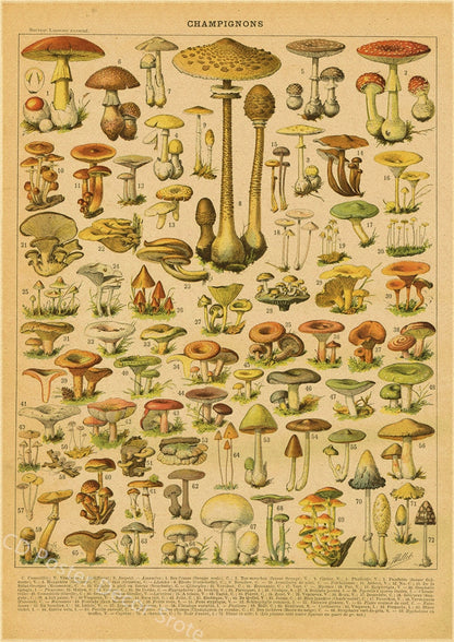 Botanical Insects Posters