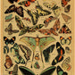 Botanical Insects Posters