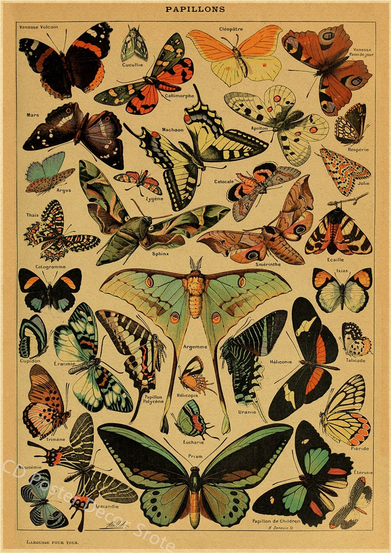 Botanical Insects Posters