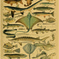 Botanical Insects Posters