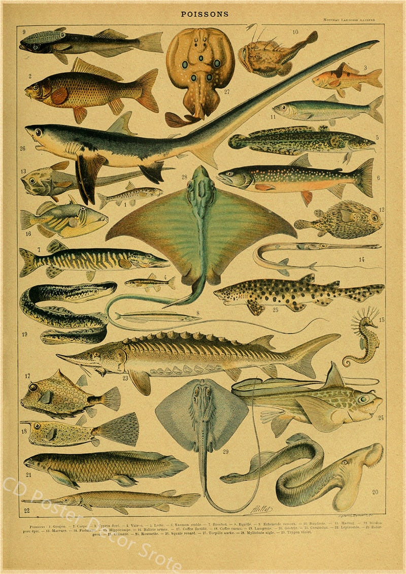 Botanical Insects Posters